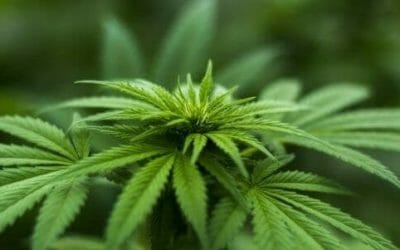 Canapa: proprietà e possibili utilizzi di questa antica pianta