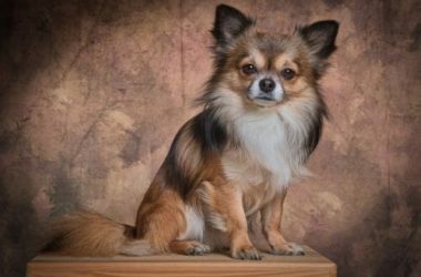 Cani che non perdono pelo: cani ipoallergenici consigliati
