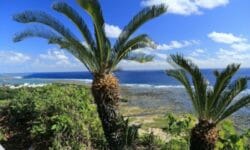 Cycas: caratteristiche e consigli per la coltivazione della “palma nana”