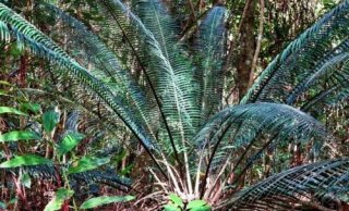cycas