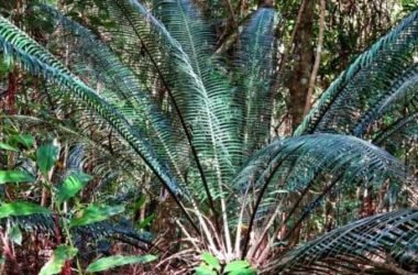Cycas: caratteristiche e consigli per la coltivazione della “palma nana”