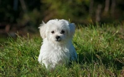 Cani piccoli: quali sono e che caratteristiche hanno