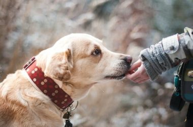 Cani che non mordono: quali sono le razze di cani più tranquille