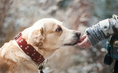 Cani che non mordono: quali sono le razze di cani più tranquille