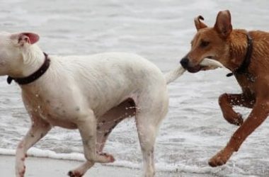Cani che non mordono: quali sono le razze di cani più tranquille