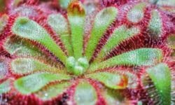 Drosera: proprietà e utilizzi di questa pianta carnivora