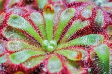 Drosera: proprietà e utilizzi di questa pianta carnivora