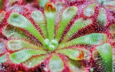 Drosera: proprietà e utilizzi di questa pianta carnivora