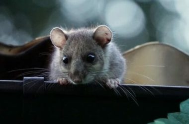 Ghiro: tutto sull’animale “dormiglione” per eccellenza