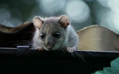 Ghiro: tutto sull’animale “dormiglione” per eccellenza