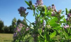 Erba medica: proprietà e utilizzi
