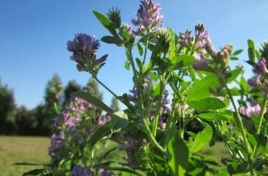 Erba medica: proprietà e utilizzi