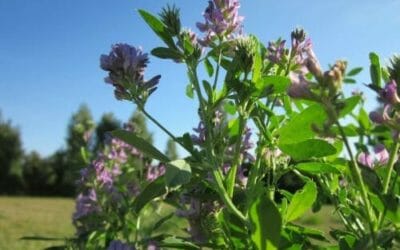 Erba medica: proprietà e utilizzi