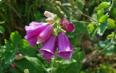 Digitale: molto tossica è usata per il cuore, ma anche decorativa per via dei suoi fiori viola