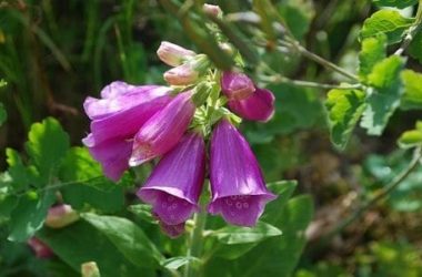 Digitale: molto tossica è usata per il cuore, ma anche decorativa per via dei suoi fiori viola