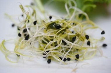 Erba medica: proprietà e utilizzi