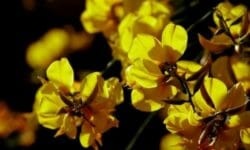Ginestra: proprietà e utilizzi di questo fiore