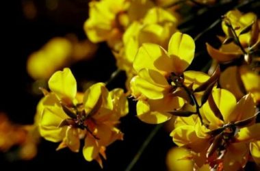 Ginestra: proprietà e utilizzi di questo fiore