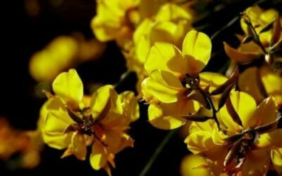 Ginestra: proprietà e utilizzi di questo fiore