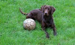 Cani che non abbaiano: quali sono le razze di cani più silenziose?
