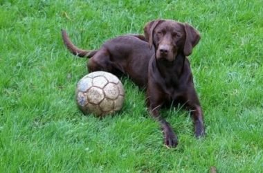 Cani che non abbaiano: quali sono le razze di cani più silenziose?