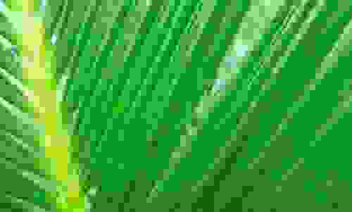 cycas