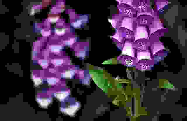 digitale