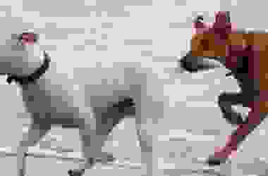 Cani che non mordono: quali sono le razze di cani più tranquille