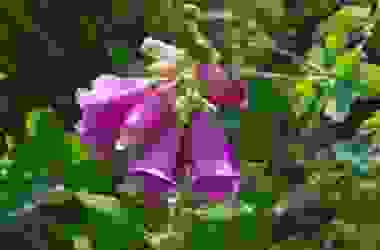 Digitale: molto tossica è usata per il cuore, ma anche decorativa per via dei suoi fiori viola