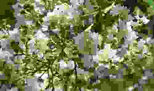 mirto