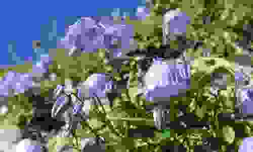 raperonzolo