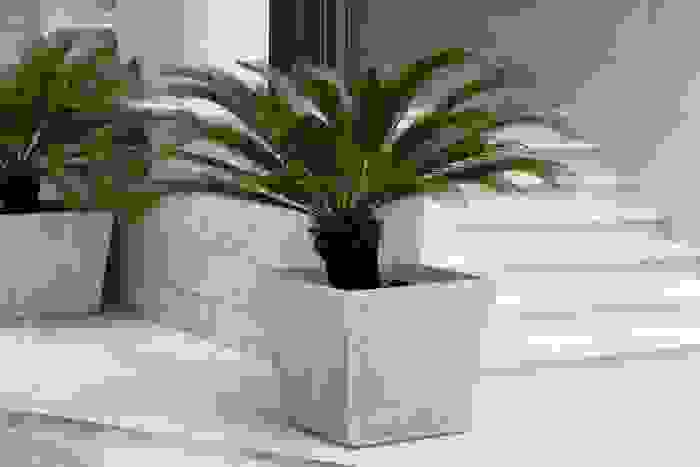 cycas