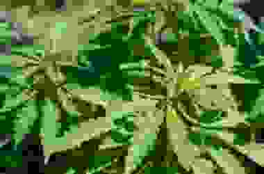 Quello che c’è da sapere sulla pianta di canapa sativa