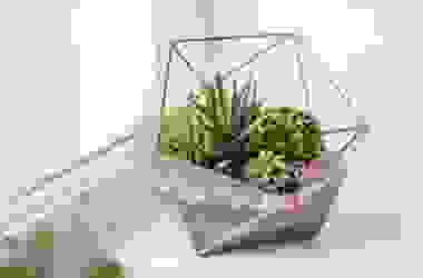 Come fare un terrarium perfetto: la guida pratica