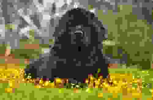 terranova