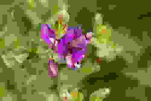 poligala milkwort bush (Polygala myrtifolia)