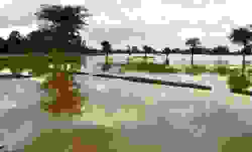 vetiver