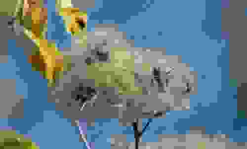 vitalba