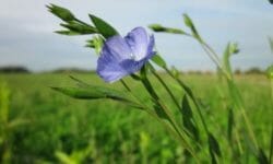 Lino: proprietà e utilizzi di questa pianta