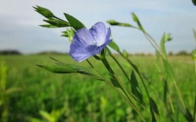 Lino: proprietà e utilizzi di questa pianta