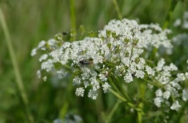 Cerfoglio: proprietà, usi, e ricette di questa erba selvatica