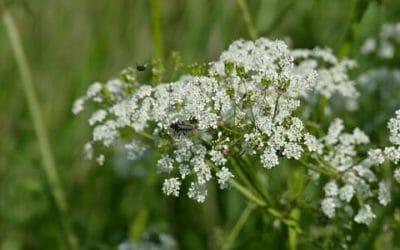 Cerfoglio: proprietà, usi, e ricette di questa erba selvatica