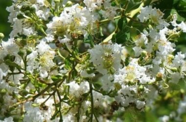 Mirto: caratteristiche e proprietà della pianta aromatica simbolo della Sardegna