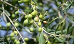 Olivo: storia, usi, proprietà e benefici