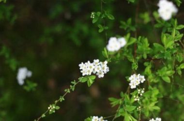 Olmaria: proprietà, modalità d’uso e controindicazioni della Spirea ulmaria
