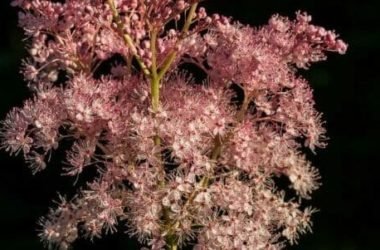 Olmaria: proprietà, modalità d’uso e controindicazioni della Spirea ulmaria