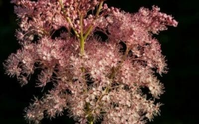 Olmaria: proprietà, modalità d’uso e controindicazioni della Spirea ulmaria