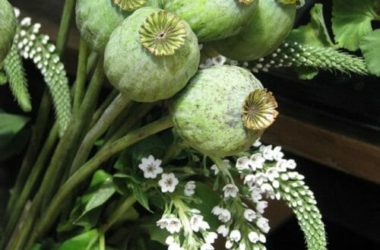 Papavero: proprietà, usi, ricette e controindicazioni
