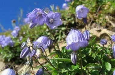 Raperonzolo: proprietà e utilizzi della Campanula rapunculus