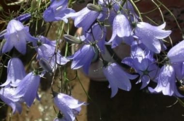Raperonzolo: proprietà e utilizzi della Campanula rapunculus